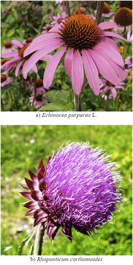 A summary of metabolite distribution in the three medicinal Echinacea